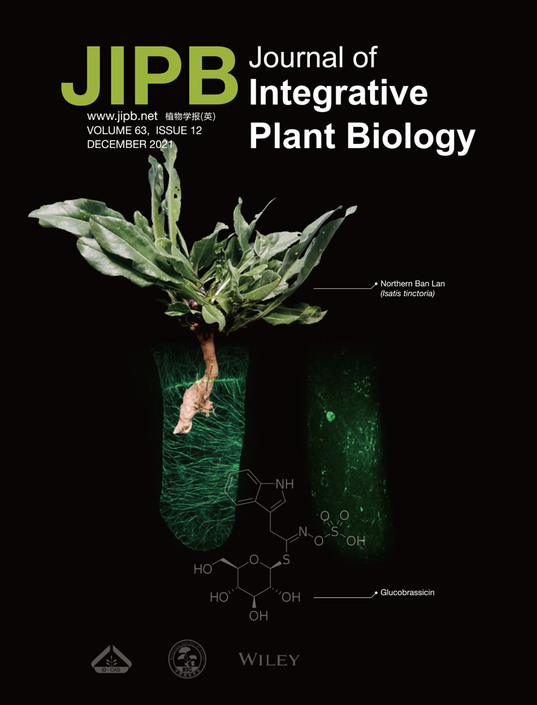 Chromatin‐remodeling complexes: conserved and plant‐specific subunits in Arabidopsis