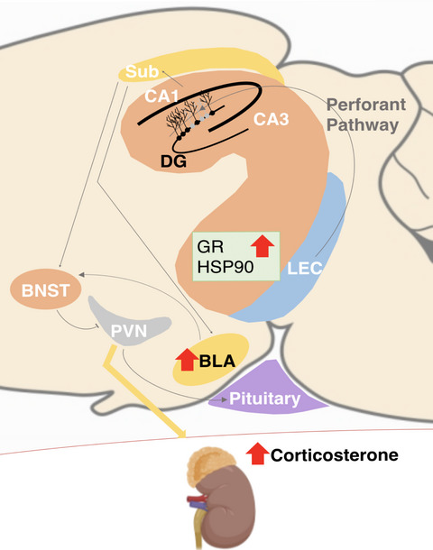 Suppression of adult cytogenesis in the rat brain leads to sex‐differentiated disruption of the HPA axis activity