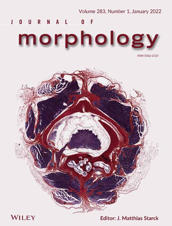 Fang shape varies with ontogeny and sex in the venomous elapid snake Pseudonaja affinis