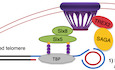 Telomeric C‐circles localize at nuclear pore complexes in Saccharomyces cerevisiae