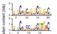 The PAX5‐JAK2 translocation acts as dual‐hit mutation that promotes aggressive B‐cell leukemia via nuclear STAT5 activation