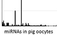 Physiologically relevant miRNAs in mammalian oocytes are rare and highly abundant