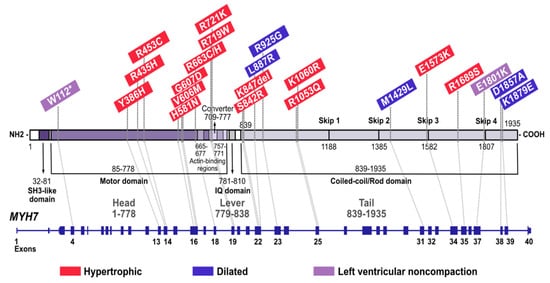 Cardiogenetics, Vol. 12, Pages 122-132: MYH7 Genotype&ndash;Phenotype Correlation in a Cohort of Finnish Patients