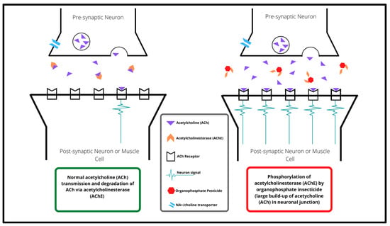 JDB, Vol. 10, Pages 49: Organophosphate Insecticide Toxicity in Neural Development, Cognition, Behaviour and Degeneration: Insights from Zebrafish