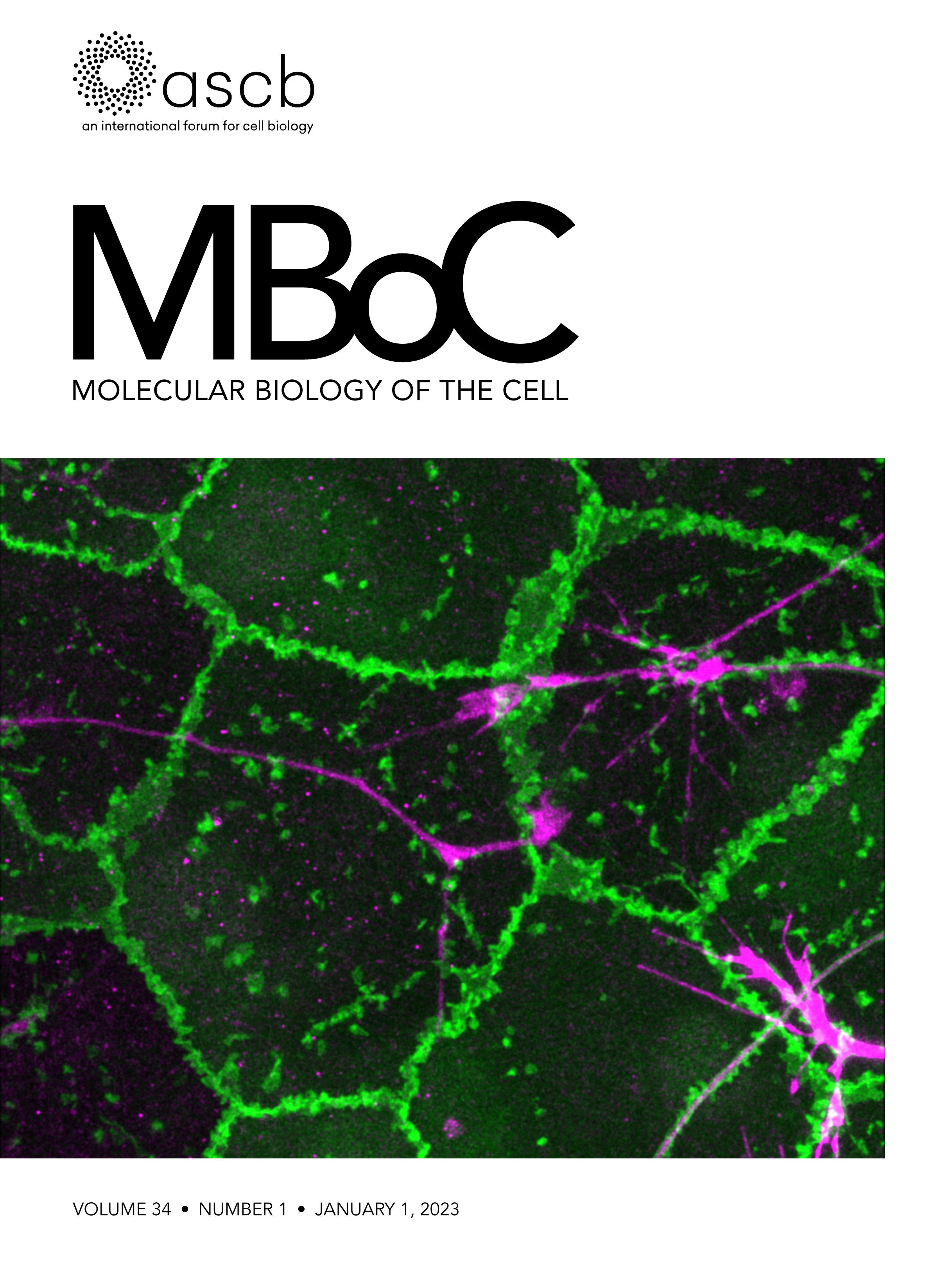 Preprint Highlight: Quantitative multiplexed imaging of chromatin ultrastructure with Decode-PAINT