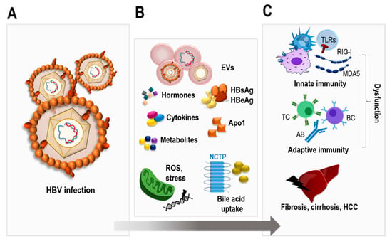 Pathogens, Vol. 12, Pages 29: Many Ways to Communicate&mdash;Crosstalk between the HBV-Infected Cell and Its Environment
