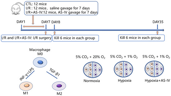 JPM, Vol. 13, Pages 59: Astragaloside IV Targets Macrophages to Alleviate Renal Ischemia-Reperfusion Injury via the Crosstalk between Hif-1&alpha; and NF-&kappa;B (p65)/Smad7 Pathways