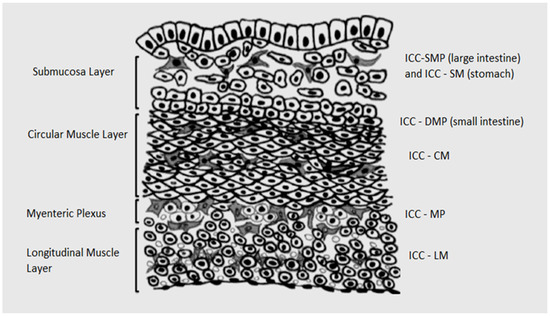 Medicina, Vol. 59, Pages 63: Interstitial Cells of Cajal&mdash;Origin, Distribution and Relationship with Gastrointestinal Tumors