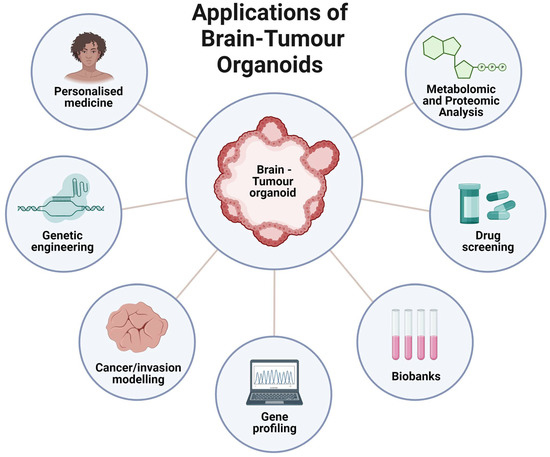 Cells, Vol. 12, Pages 153: Utility of the Cerebral Organoid Glioma &lsquo;GLICO&rsquo; Model for Screening Applications