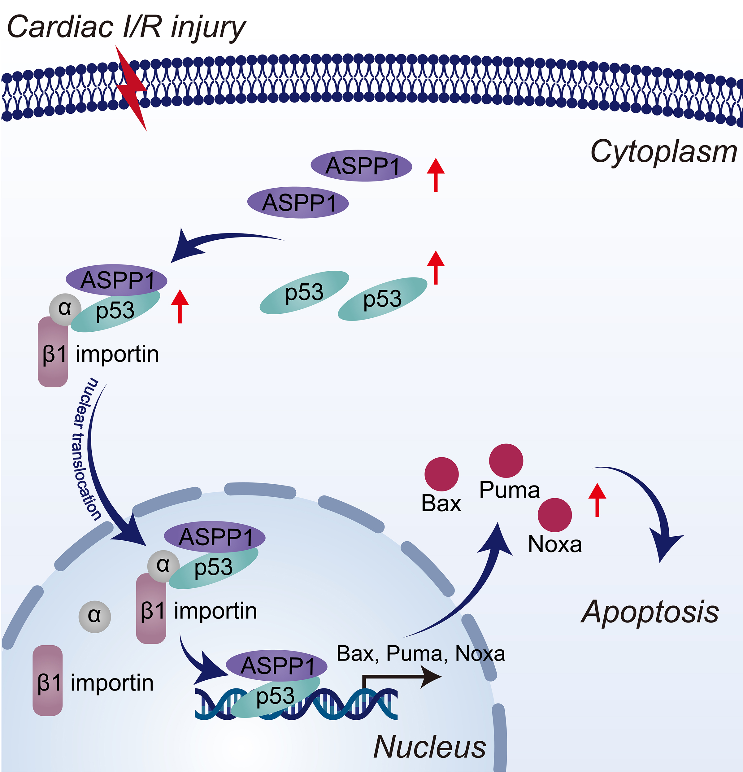Interdependent Nuclear Co-Trafficking of ASPP1 and p53 Aggravates Cardiac Ischemia/Reperfusion Injury