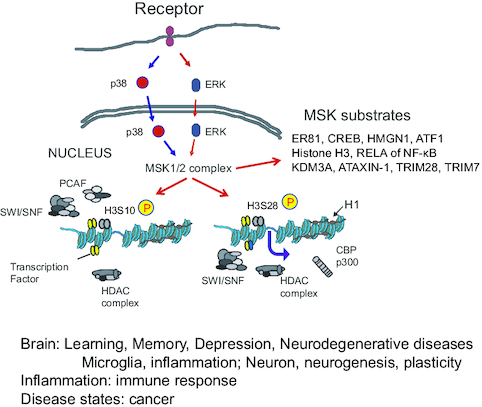 Mitogen- and stress-activated protein kinase (MSK1/2) regulated gene expression in normal and disease states