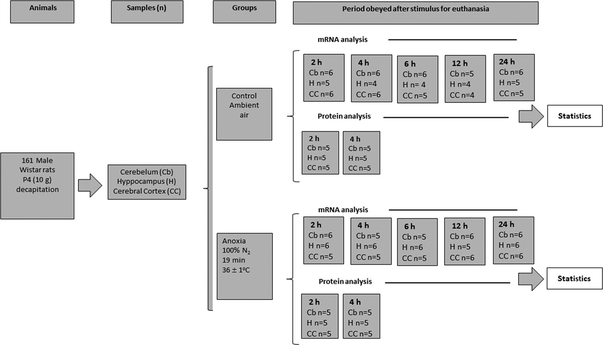 Pathophysiological aspects of neonatal anoxia and temporal expression of S100β in different brain regions