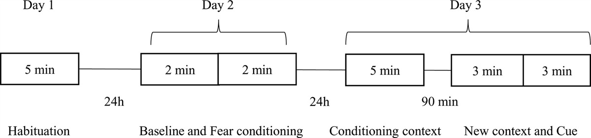 Neurobeachin haploinsufficient mice display sex-independent alterations in cued and contextual fear conditioning