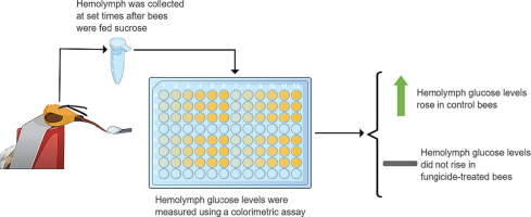 A mitotoxic fungicide alters post-ingestive glucose signals necessary for associative learning in honey bees