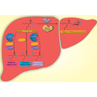 Pharmacogenetic variants of CYP2C9 and CYP2C19 associated with adverse reactions induced by antiepileptic drugs used in Peru