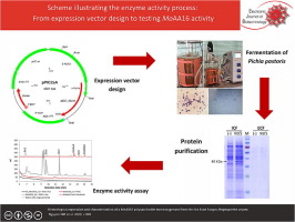Heterologous expression and characterization of a MoAA16 polysaccharide monooxygenase from the rice blast fungus Magnaporthe oryzae
