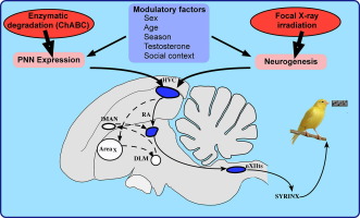 Steroid-dependent plasticity in the song control system: perineuronal nets and HVC neurogenesis