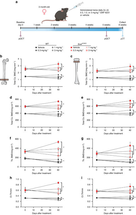 Inhibiting WNT secretion reduces high bone mass caused by Sost loss-of-function or gain-of-function mutations in Lrp5