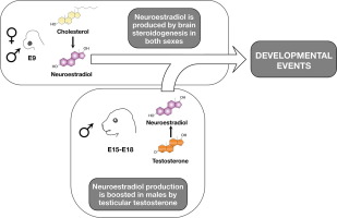 Neuroestradiol and neuronal development: not an exclusive male tale anymore