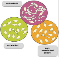 microRNA silencing in a whole worm cestode model provides insight into miR-71 function