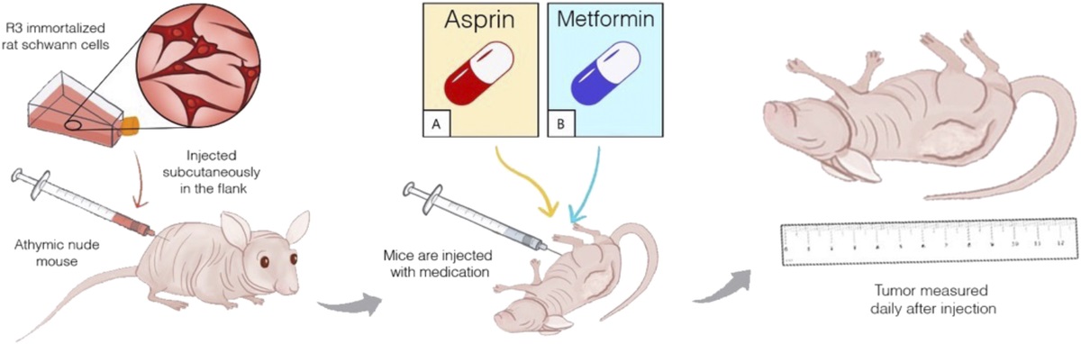 Metformin Reduces Tumor Growth in a Murine Flank Schwannoma Model