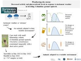 Weathering the storm: Decreased activity and glucocorticoid levels in response to inclement weather in breeding Columbian ground squirrels