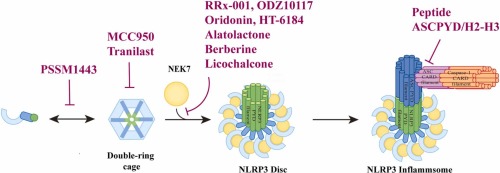 Protein-protein interactions and related inhibitors involved in the NLRP3 inflammasome pathway