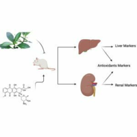 Vernonia amygdalina protects against doxorubicin-induced hepatic and renal damage in rats: mechanistic insights