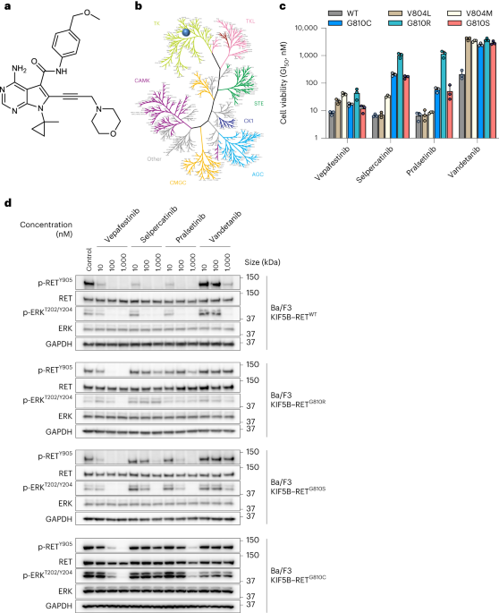 Vepafestinib is a pharmacologically advanced RET-selective inhibitor with high CNS penetration and inhibitory activity against RET solvent front mutations