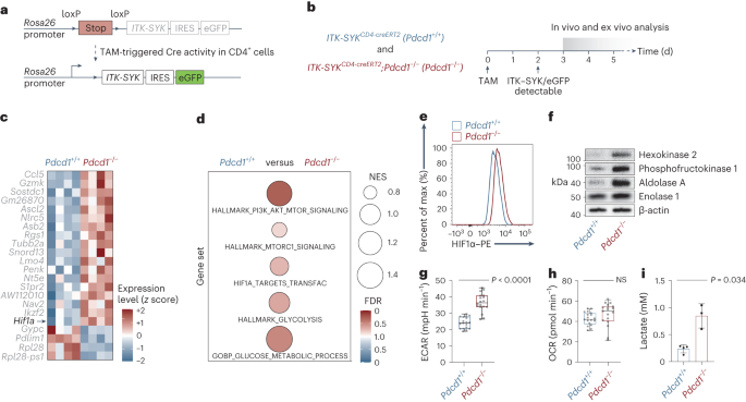 PD-1 instructs a tumor-suppressive metabolic program that restricts glycolysis and restrains AP-1 activity in T cell lymphoma
