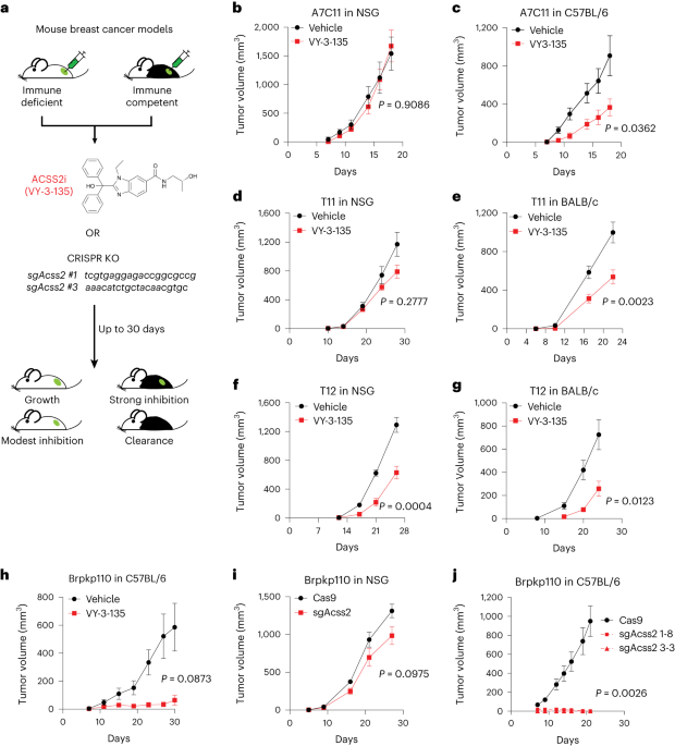Acetate acts as a metabolic immunomodulator by bolstering T-cell effector function and potentiating antitumor immunity in breast cancer