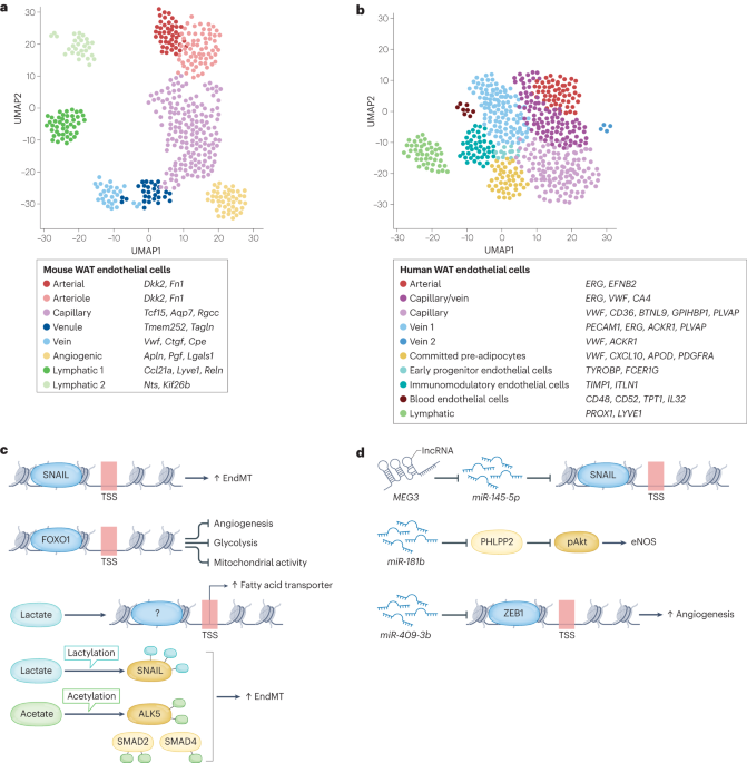 The evolving functions of the vasculature in regulating adipose tissue biology in health and obesity