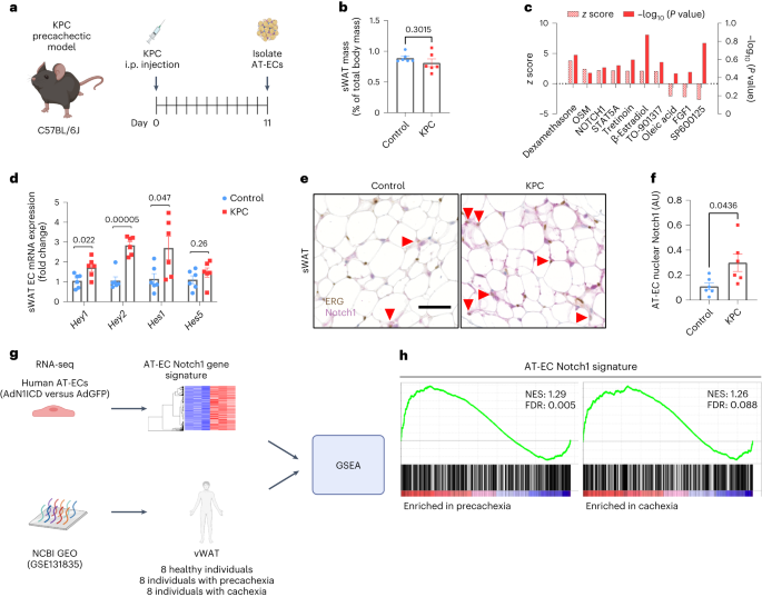 Endothelial Notch1 signaling in white adipose tissue promotes cancer cachexia