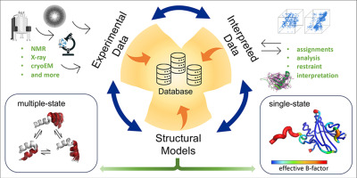 Representing structures of the multiple conformational states of proteins