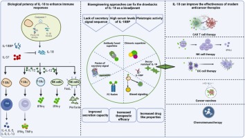Bioengineering strategies to enhance the interleukin-18 bioactivity in the modern toolbox of cancer immunotherapy