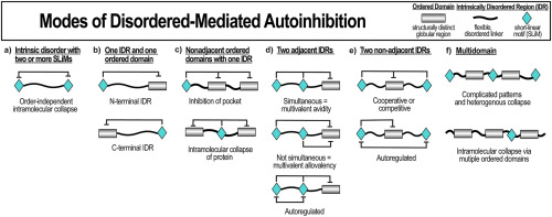 Protein disorder and autoinhibition: The role of multivalency and effective concentration