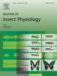 Adult rhinoceros beetles use a sweeping pattern to ingest high-viscosity fluid
