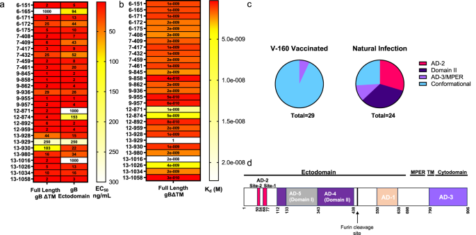 Vaccination with a replication-defective cytomegalovirus vaccine elicits a glycoprotein B-specific monoclonal antibody repertoire distinct from natural infection