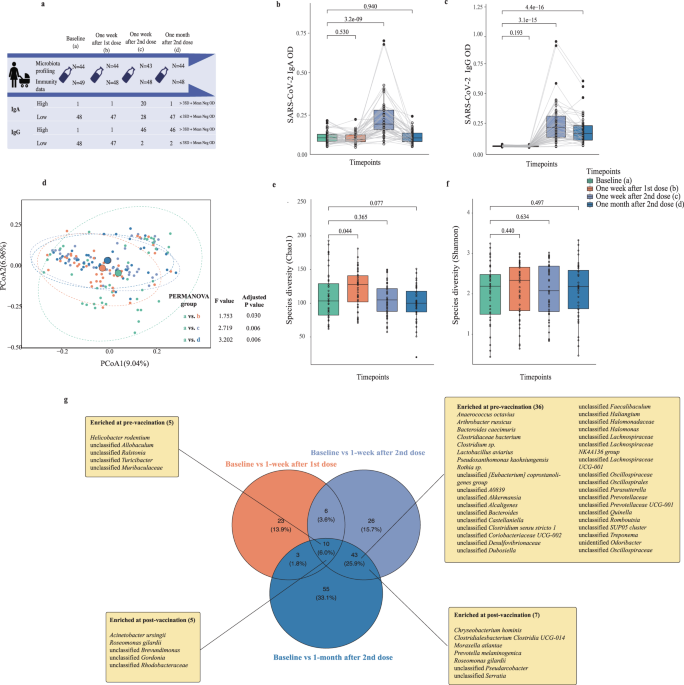 COVID-19 mRNA vaccine-mediated antibodies in human breast milk and their association with breast milk microbiota composition
