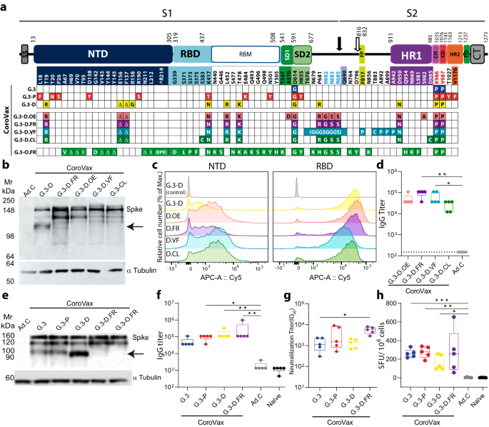 Cross-protection and cross-neutralization capacity of ancestral and VOC-matched SARS-CoV-2 adenoviral vector-based vaccines