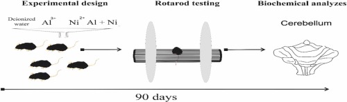 Ni and Al mixture amplifies cerebellar oxido-inflammatory responses, down regulates AChE and BDNF/NGF levels in motor impairment in male albino rats