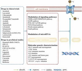 Radioiodine-refractory thyroid cancer: Molecular mechanisms and therapeutic strategies for radioiodine resistance