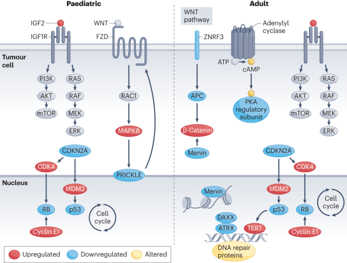 Advances in translational research of the rare cancer type adrenocortical carcinoma