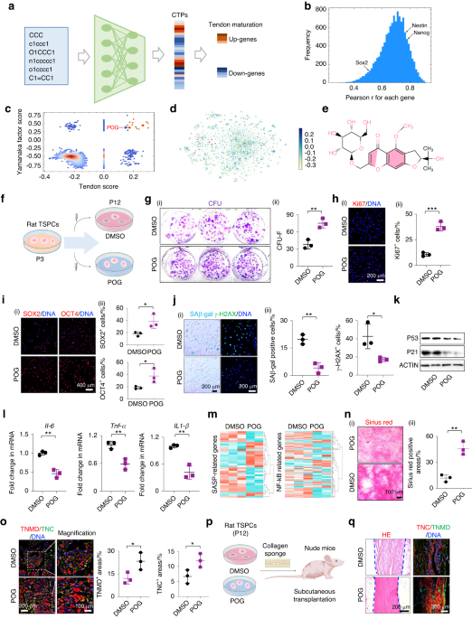 Prim-O-glucosylcimifugin ameliorates aging-impaired endogenous tendon regeneration by rejuvenating senescent tendon stem/progenitor cells