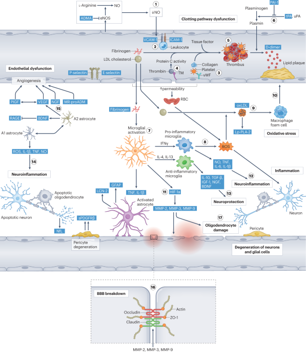 Molecular biomarkers for vascular cognitive impairment and dementia