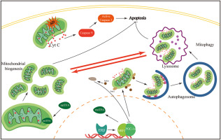 Estrogen receptor β exerts neuroprotective effects by fine-tuning mitochondrial homeostasis through NRF1/PGC-1α