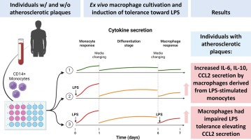 Macrophages derived from LPS-stimulated monocytes from individuals with subclinical atherosclerosis were characterized by increased pro-inflammatory activity