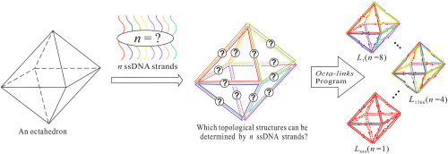 Topological structures of DNA octahedrons determined by the number of ssDNA strands