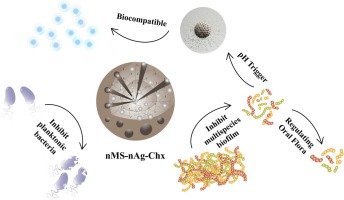 Silica nanoparticles containing nano-silver and chlorhexidine respond to pH to suppress biofilm acids and modulate biofilms toward a non-cariogenic composition