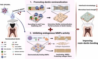 Novel biomimetic peptide-loaded chitosan nanoparticles improve dentin bonding via promoting dentin remineralization and inhibiting endogenous matrix metalloproteinases